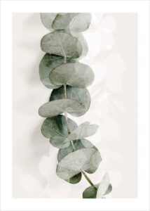 eucaliptus-no8-poster-gallerix